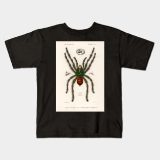 Pinktoe tarantula (Mygalomorphae) illustrated by Charles Dessalines D' Orbigny (1806-1876 Kids T-Shirt